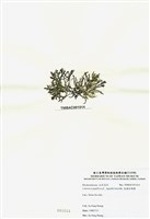 藏品(乳頭軟骨凹頂藻)的圖片